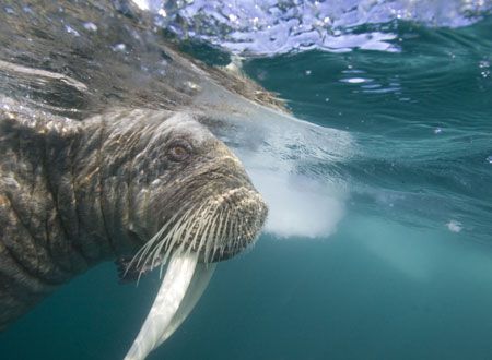 映画『北極のナヌー』の画像（5枚目）