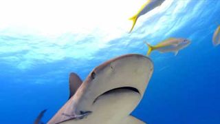 シャークウォーター 神秘なる海の世界