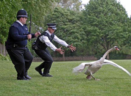 映画『ホット・ファズ　俺たちスーパーポリスメン！』の画像（5枚目）