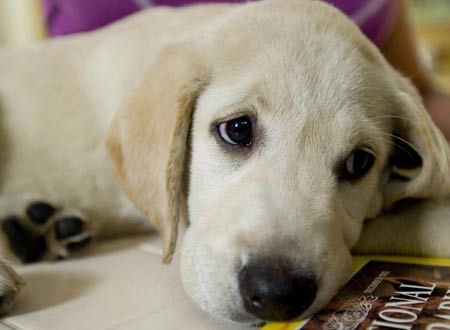 映画『マーリー 世界一おバカな犬が教えてくれたこと』の画像（4枚目）