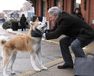 HACHI 約束の犬