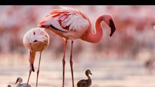 ディズニーネイチャー/フラミンゴに隠された地球の秘密