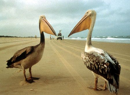 映画『ＷＡＴＡＲＩＤＯＲＩ』の画像（2枚目）