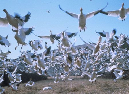 映画『ＷＡＴＡＲＩＤＯＲＩ』の画像（3枚目）