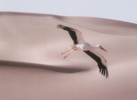 映画『ＷＡＴＡＲＩＤＯＲＩ』の画像（4枚目）