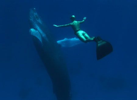 映画『ザ・コーヴ』の画像（6枚目）