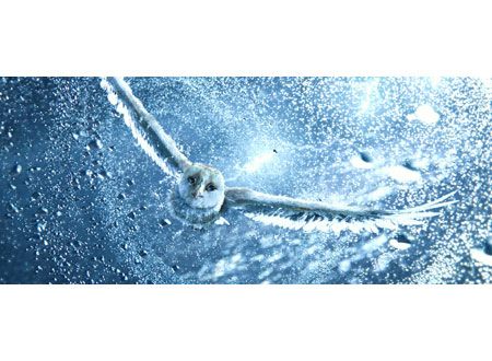 映画『ガフールの伝説』の画像（2枚目）