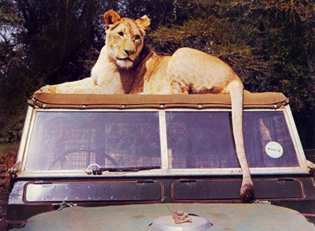 映画『野生のエルザ』の画像（3枚目）