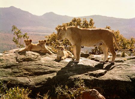 映画『野生のエルザ』の画像（4枚目）