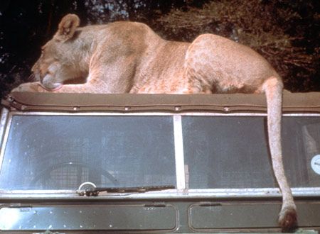 映画『野生のエルザ』の画像（5枚目）