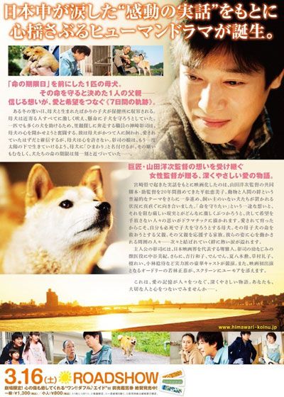 映画『ひまわりと子犬の7日間』の画像（3枚目）