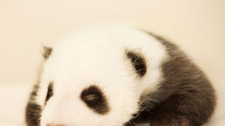 51(ウーイー) 世界で一番小さく生まれたパンダ