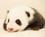 51(ウーイー) 世界で一番小さく生まれたパンダ