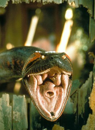 映画『アナコンダ』の画像（5枚目）