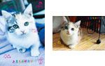 “子猫のしょうちゃん”オリジナルポストカードセット