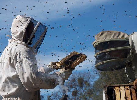 みつばちの大地