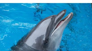 マジックドルフィン