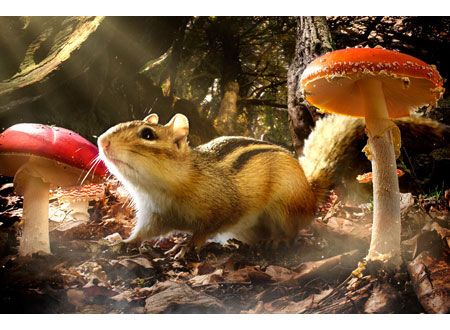 小さな世界はワンダーランド