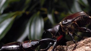 アリのままでいたい