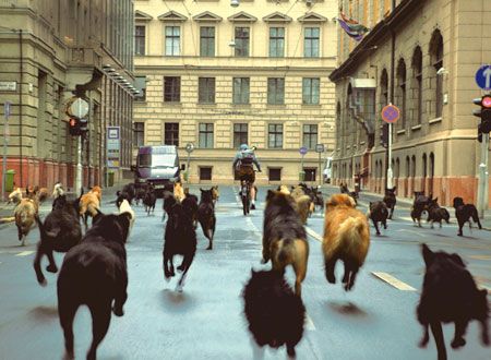 映画『ホワイト・ゴッド　少女と犬の狂詩曲（ラプソディ）』の画像（5枚目）