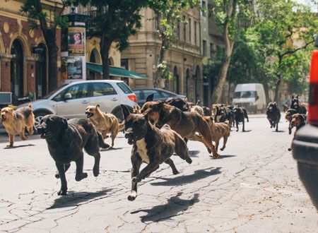 映画『ホワイト・ゴッド　少女と犬の狂詩曲（ラプソディ）』の画像（7枚目）