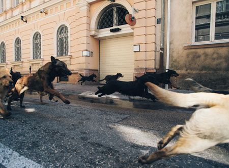 映画『ホワイト・ゴッド　少女と犬の狂詩曲（ラプソディ）』の画像（8枚目）