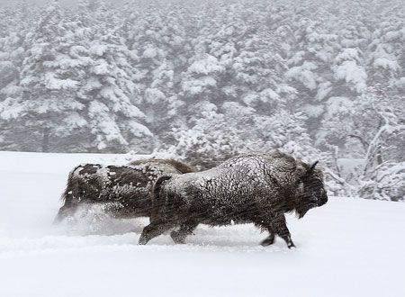 シーズンズ 2万年の地球旅行