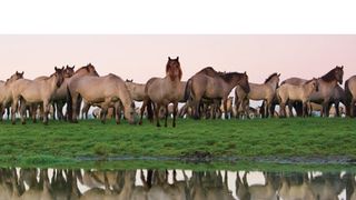 あたらしい野生の地－リワイルディング