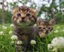 劇場版　岩合光昭の世界ネコ歩き　コトラ家族と世界のいいコたち