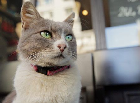 猫が教えてくれたこと