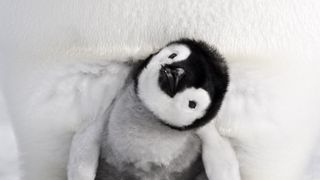 皇帝ペンギン　ただいま