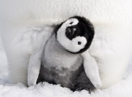 皇帝ペンギン　ただいま