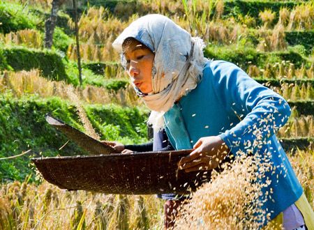 あまねき旋律（しらべ）