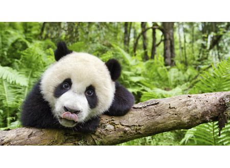 アース:アメイジング・デイ