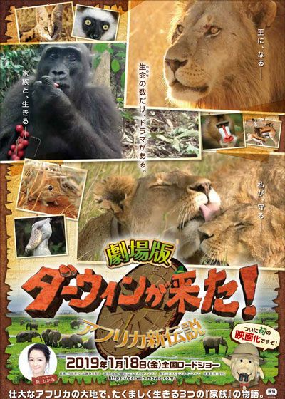 映画『劇場版　ダーウィンが来た！アフリカ新伝説』の画像（3枚目）