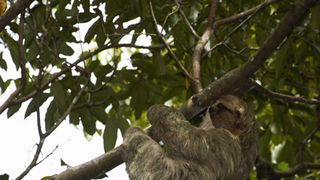 最後の楽園コスタリカ　～オサ半島の守り人～