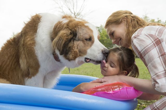 映画『僕のワンダフル・ジャーニー』の画像（3枚目）