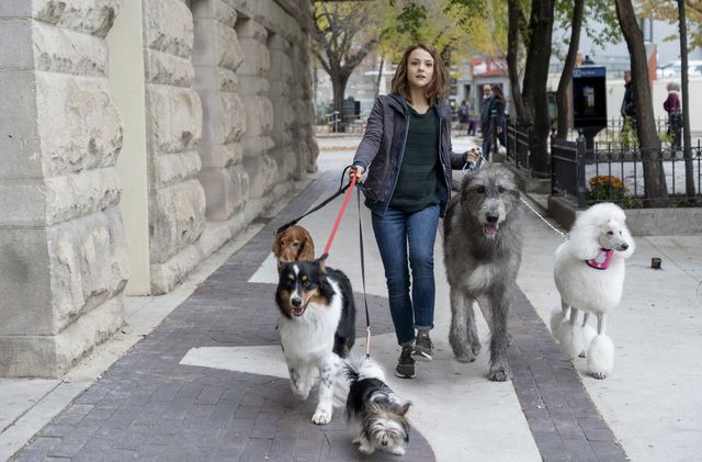 映画『僕のワンダフル・ジャーニー』の画像（5枚目）