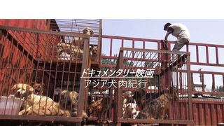 アジア犬肉紀行