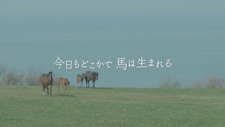 今日もどこかで馬は生まれる