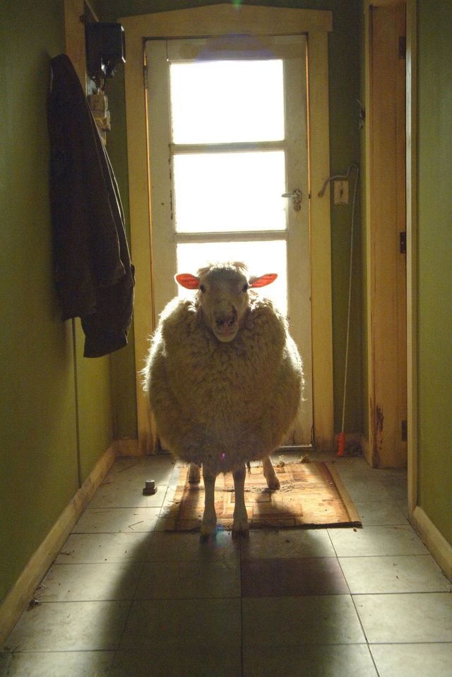 ブラックシープ