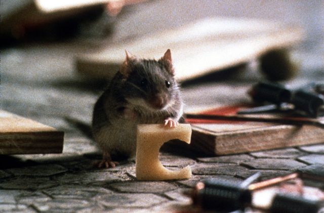 映画『マウス・ハント』の画像（3枚目）