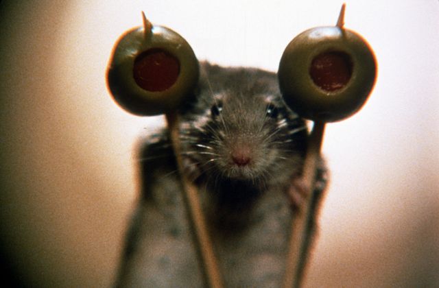 映画『マウス・ハント』の画像（4枚目）