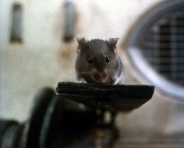 映画『マウス・ハント』の画像（5枚目）