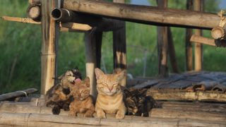 劇場版 岩合光昭の世界ネコ歩き あるがままに、水と大地のネコ家族