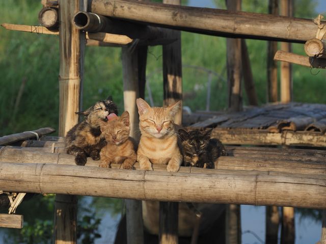 劇場版 岩合光昭の世界ネコ歩き あるがままに、水と大地のネコ家族