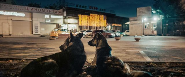 犬たちのいる場所が異世界のように見えてくる 犬は歌わない の映画短評 平沢 薫 シネマトゥデイ