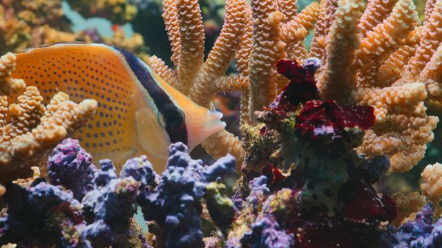 パフ　－サンゴ礁の神秘－