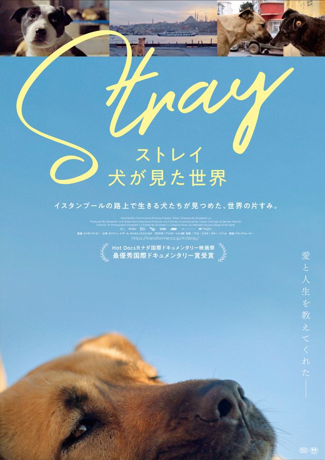 映画『ストレイ　犬が見た世界』の画像（2枚目）