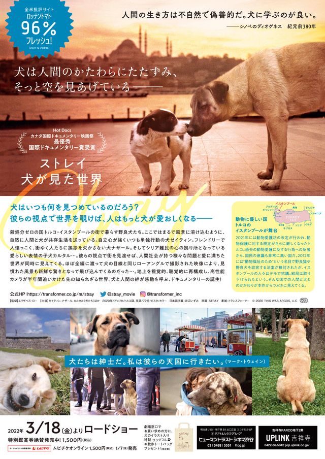 映画『ストレイ　犬が見た世界』の画像（3枚目）